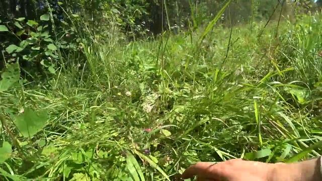 Вот это грибочки! смотреть онлайн