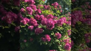 Плетистая роза Perennial Blue (Перенниал Блю). Обилие цветов вплоть до морозов!