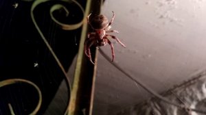 Ночная охота паука (Крестовика)