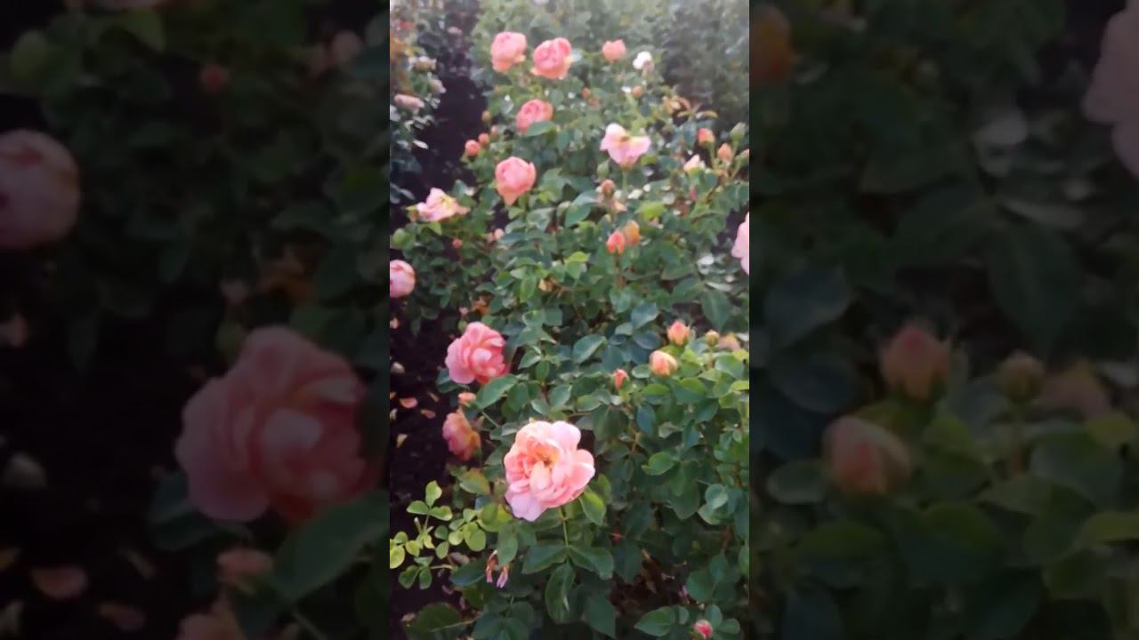 роза Пэт остин @rose_bushes161 смотреть онлайн