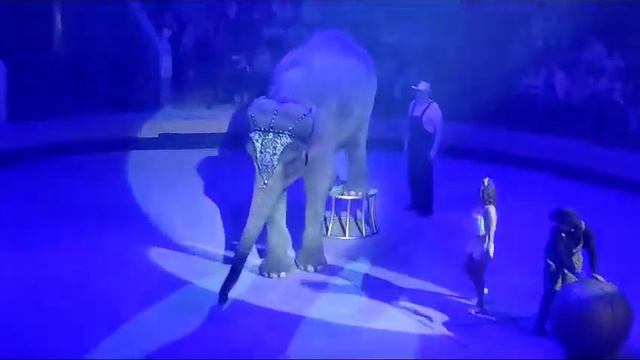цирк Воронеж представление Девочка и слон смотреть онлайн