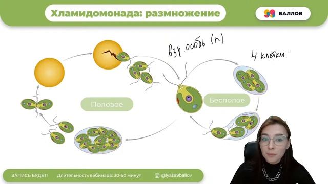 ОДНОКЛЕТОЧНЫЕ ВОДОРОСЛИ | БИОЛОГИЯ | ОГЭ 2022 смотреть онлайн