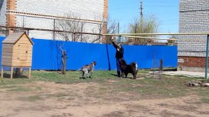 Небольшие тренировки между делом)))