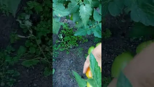 "ВИДИМО- НЕВИДИМО"урожайный неприхотливый томат в открытом грунте на 5 08 2022 смотреть онлайн