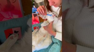 Пора чистить зубки?