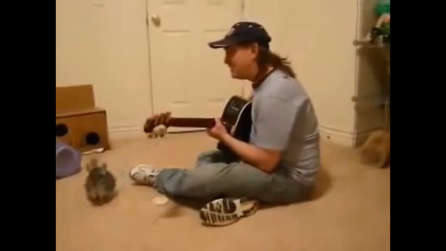 прикольные движения животных смотреть онлайн