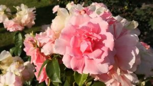 Rosa «You're Beautiful» Rose (Floribunda) Rose of the Year in 2013