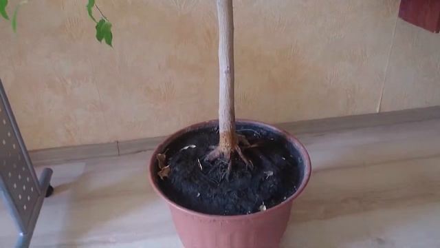 Кольцевание Фикус чтобы рос не до потолка смотреть онлайн