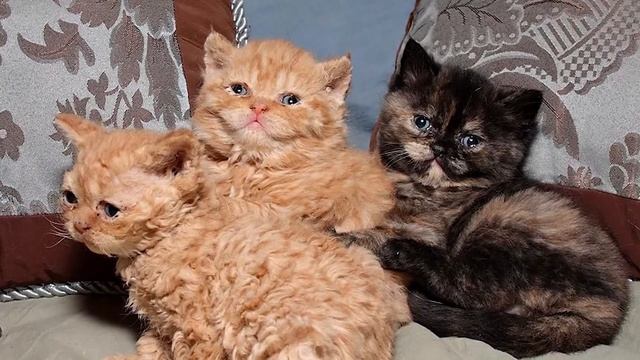 Кошка из приюта родила странного котенка, когда он подрос, пришлось срочно звать заводчика кошек. смотреть онлайн