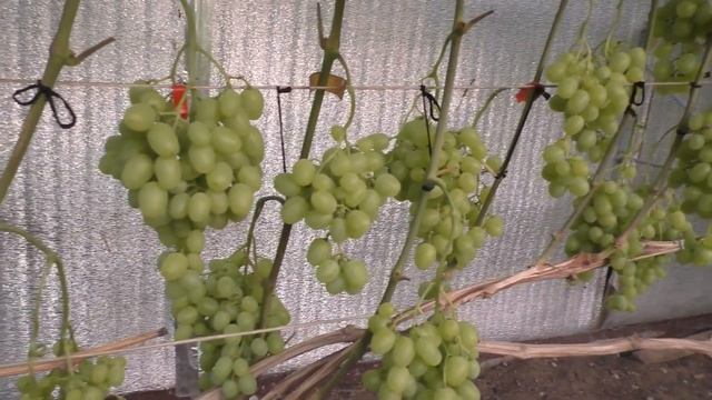 Виноград . Высоко урожайный сорт -Супер Экстра .Нагрузка на2022г. смотреть онлайн