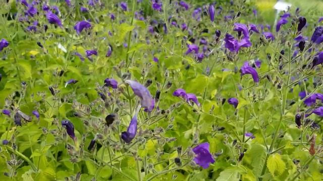 Strobilanthes atropurpureus смотреть онлайн