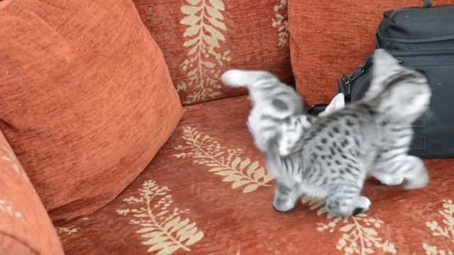 Silver Tabby & Silver Spotted kittens HD 720p смотреть онлайн