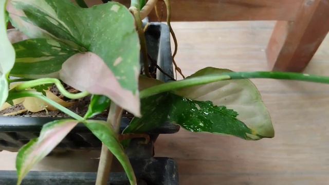 Perbedaan Tanaman Syngonium Red Spot Three Colour X Syngonium Pink Splash