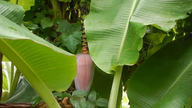 When To Harvest The Banana Flower? (Banana To Flower Gap) смотреть онлайн