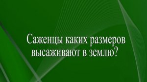 Павловния: что это за дерево?