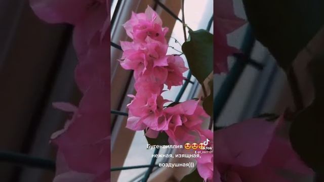 комнатные цветы...бугенвиллия смотреть онлайн