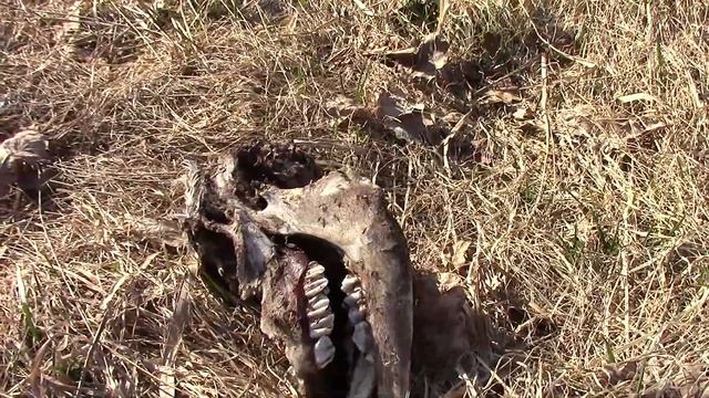 Гнездо сорок и новая находка на солнечном участке у художника в деревне. смотреть онлайн