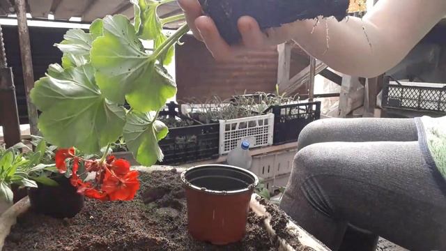 Работы в теплице 2020. Пересадка,пикеровка,посев... смотреть онлайн