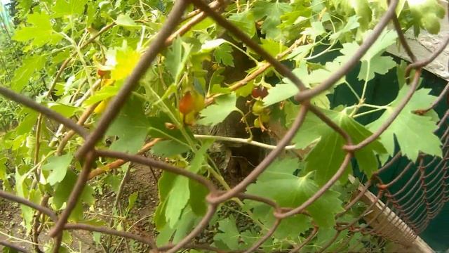 ?VLOG #1! | Начало! | Едем В АЛУШТУ!? смотреть онлайн