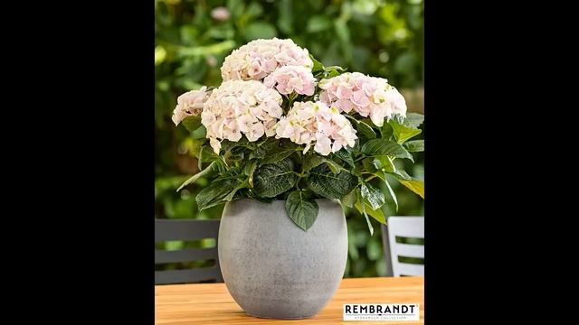 ❀ Лучшие новинки многолетних цветов 2018 смотреть онлайн