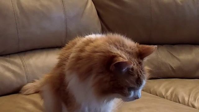 Hairy Pussy's Greeting