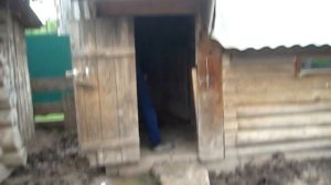 Кормление свиньи