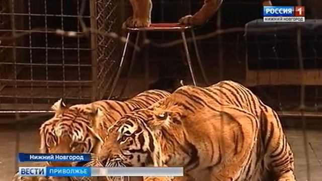 Нижегородский цирк получит имя народной артистки РСФСР Маргариты Назаровой смотреть онлайн