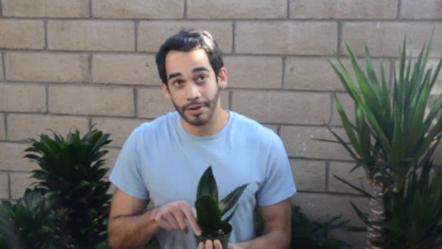 Snake Plant Jade | Sansevieria | Mothers In-Law's Tongue | House Plant Shop смотреть онлайн