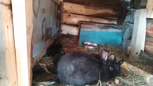 Содержание кроликов в вольере.Плюсы и минусы. смотреть онлайн