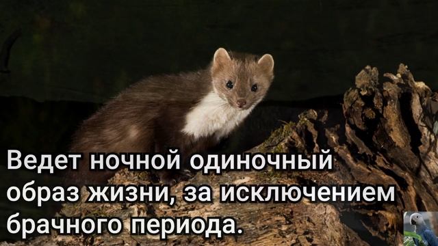 Каменная куница, или белодушка (англ. Beech Marten)