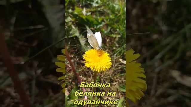 Бабочка белянка на одуванчике крупный план #Shorts смотреть онлайн