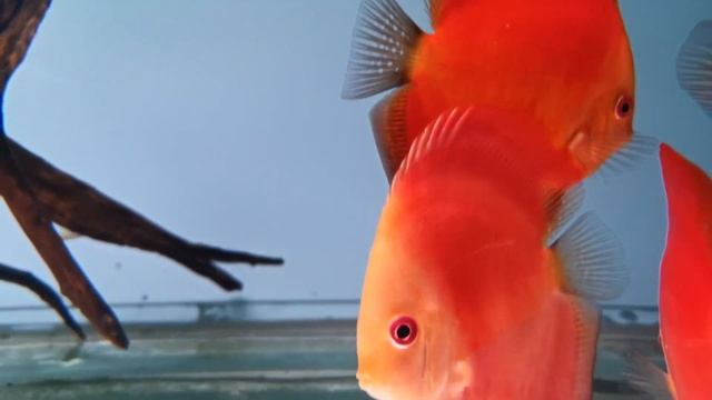 Дискусы и Карофилл Розовый. смотреть онлайн