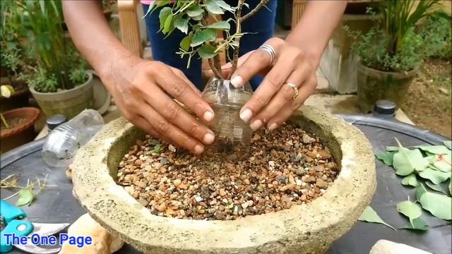 Ficus Religiosa Bonsai, How To Make Peepal Bonsai