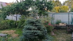 PRUNE SPRUCE.  Стрижка обрезка формирование Ели густоты и формы.  Формирующая стрижка ели