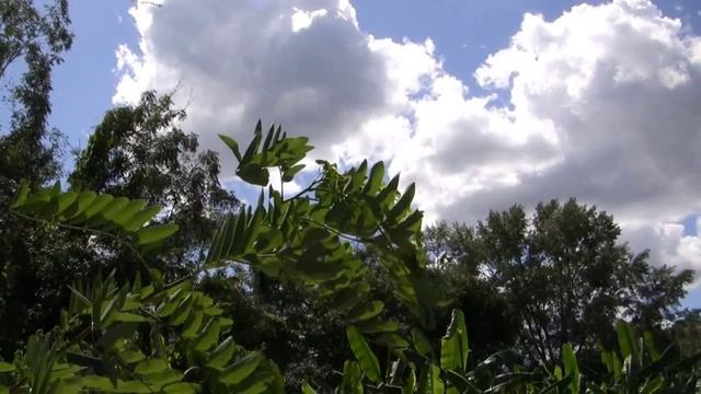 *Black Locust Tree* +Robinia pseudoacacia,+Fast Growing Shade+ смотреть онлайн
