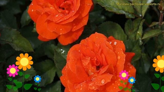 Роза миниатюрная Супер Траупер. Краткий обзор, описание характеристик rosa miniature Super Trouper смотреть онлайн