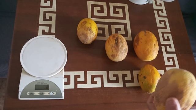 Обзор на дыню сорта "Апельсинка", выращенную в открытом грунте, безрассадным способом. смотреть онлайн