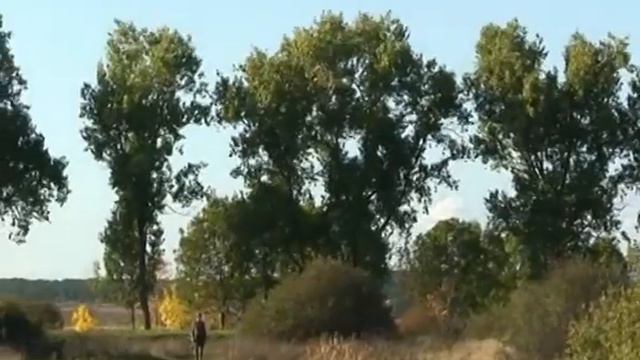 Охота на фазана с легавой смотреть онлайн