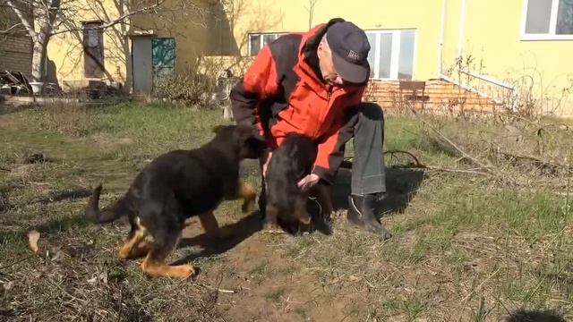 Питомник ФОКСБЕРГ предлагает щенков от производителя из ГЕРМАНИИ 067 812 38 29 смотреть онлайн