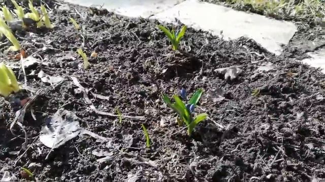 РЕЙТИНГ АЛИСЫ. Весна пришла смотреть онлайн