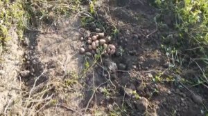 Урожай картофеля СЛАВЯНКА 2 посадка.