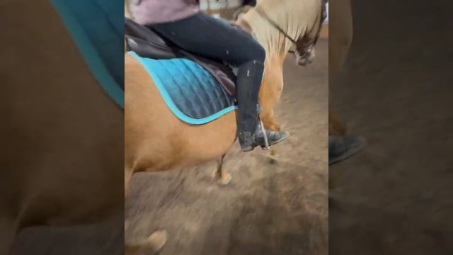 Teaching Ziva a lesson ( Daisy got lots of treats after this don’t worry) смотреть онлайн
