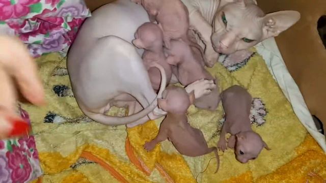 Донской сфинкс femeli смотреть онлайн