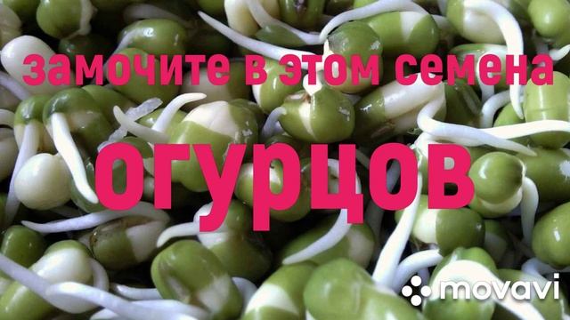 Замочите в ЭТОМ семена огурцов перед посадкой///Как и зачем нужно замачивать семена огурцов. смотреть онлайн