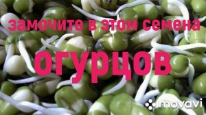 Замочите в ЭТОМ семена огурцов перед посадкой///Как и зачем нужно замачивать семена огурцов.