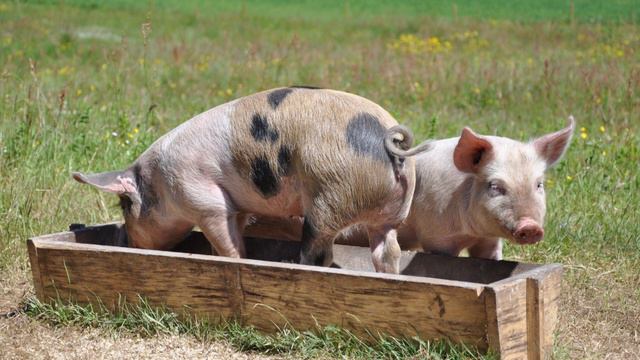 FARM ANIMALS for Kids to Learn • Farm Animal Sounds • Animal Names in English 🐓 смотреть онлайн