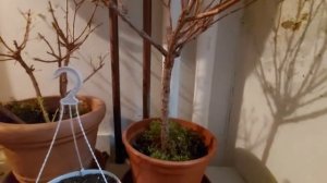 Фуксии  после  зимы,пробуждение #Фуксии после зимы #,😊