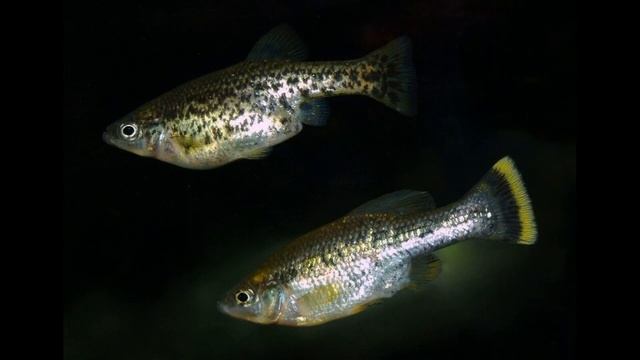 Какие живородящие рыбки бывают - Аквариумистика смотреть онлайн