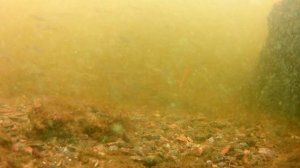 Мандула Maxi игра приманки под водой | Мандула на Судака