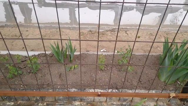 Смородина золотистая,итоги зимнего черенкования,и методы формировки кустарника на разную высоту. смотреть онлайн